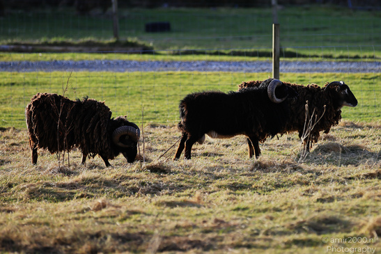 Domestic_Sheep_In_The_Isle_Of_Skye_In_The_Scottish_Highlands_Animal_Photography_Nature_Photography_Canon_EOS_R5_Mark_II_2026_001.JPG