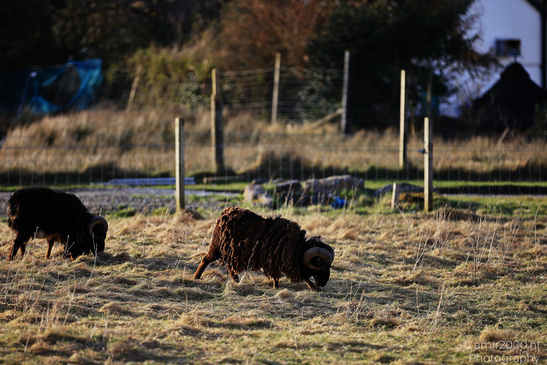 Domestic_Sheep_In_The_Isle_Of_Skye_In_The_Scottish_Highlands_Animal_Photography_Nature_Photography_Canon_EOS_R5_Mark_II_2026_002.JPG