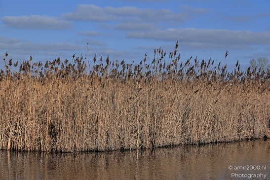 Dry_Reeds_Along_Waters_Edge_In_Middelpolder_During_Winter_Amstelveen_Netherlands_Nature_Photography_Canon_EOS_R5_Mark_II_2026_001.JPG