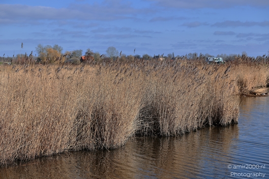 Dry_Reeds_Along_Waters_Edge_In_Middelpolder_During_Winter_Amstelveen_Netherlands_Nature_Photography_Canon_EOS_R5_Mark_II_2026_002.JPG