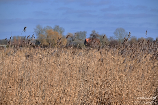 Dry_Reeds_Along_Waters_Edge_In_Middelpolder_During_Winter_Amstelveen_Netherlands_Nature_Photography_Canon_EOS_R5_Mark_II_2026_003.JPG