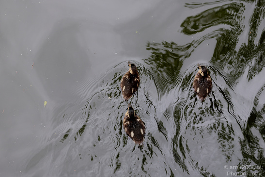 Ducklings_Swimming_In_Amsterdam_Canals_Birds_Photography_Nature_Photography_Canon_EOS_R5_Mark_II_2026_001.JPG