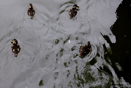Ducklings_Swimming_In_Amsterdam_Canals_Birds_Photography_Nature_Photography_Canon_EOS_R5_Mark_II_2026_002.JPG