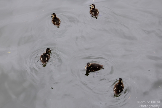 Ducklings_Swimming_In_Amsterdam_Canals_Birds_Photography_Nature_Photography_Canon_EOS_R5_Mark_II_2026_003.JPG