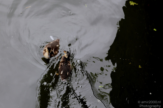 Ducklings_Swimming_In_Amsterdam_Canals_Birds_Photography_Nature_Photography_Canon_EOS_R5_Mark_II_2026_004.JPG
