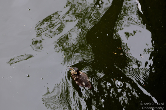 Ducklings_Swimming_In_Amsterdam_Canals_Birds_Photography_Nature_Photography_Canon_EOS_R5_Mark_II_2026_005.JPG