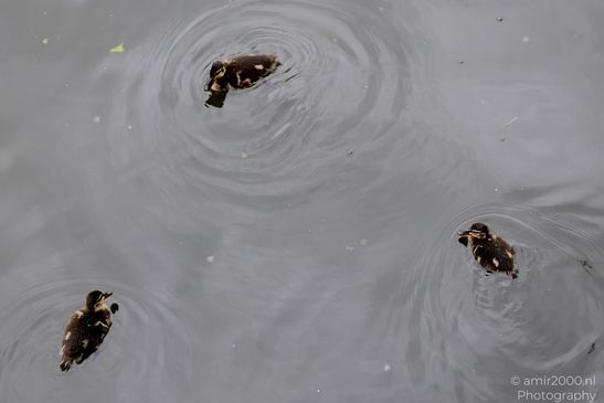 Ducklings_Swimming_In_Amsterdam_Canals_Birds_Photography_Nature_Photography_Canon_EOS_R5_Mark_II_2026_006.JPG