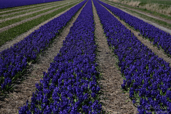 Dutch_Hyacinth_Hyacinthus_Orientalis_In_Dutch_Bulb_Fields_Flower_Photography_Nature_Photography_Canon_EOS_R5_Mark_II_2026_002.JPG