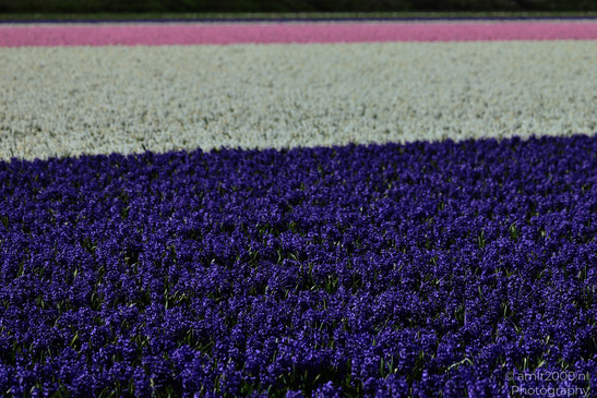 Dutch_Hyacinth_Hyacinthus_Orientalis_In_Dutch_Bulb_Fields_Flower_Photography_Nature_Photography_Canon_EOS_R5_Mark_II_2026_003.JPG