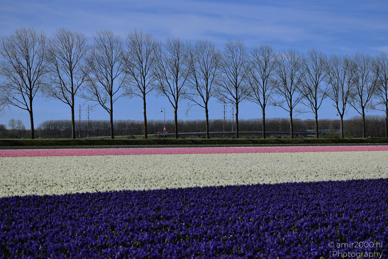 Dutch_Hyacinth_Hyacinthus_Orientalis_In_Dutch_Bulb_Fields_Flower_Photography_Nature_Photography_Canon_EOS_R5_Mark_II_2026_004.JPG