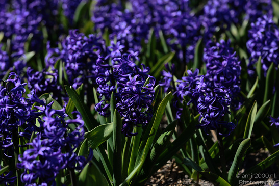 Dutch_Hyacinth_Hyacinthus_Orientalis_In_Dutch_Bulb_Fields_Flower_Photography_Nature_Photography_Canon_EOS_R5_Mark_II_2026_005.JPG