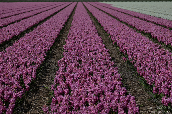 Dutch_Hyacinth_Hyacinthus_Orientalis_In_Dutch_Bulb_Fields_Flower_Photography_Nature_Photography_Canon_EOS_R5_Mark_II_2026_006.JPG