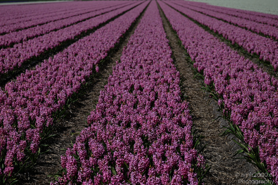 Dutch_Hyacinth_Hyacinthus_Orientalis_In_Dutch_Bulb_Fields_Flower_Photography_Nature_Photography_Canon_EOS_R5_Mark_II_2026_007.JPG