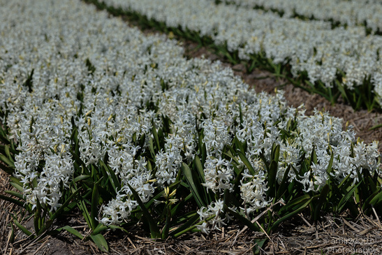 Dutch_Hyacinth_Hyacinthus_Orientalis_In_Dutch_Bulb_Fields_Flower_Photography_Nature_Photography_Canon_EOS_R5_Mark_II_2026_008.JPG