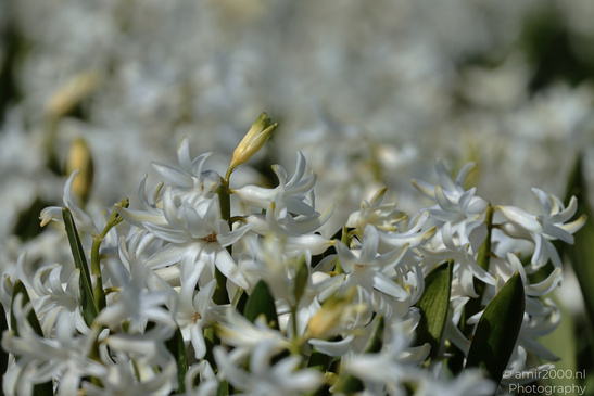 Dutch_Hyacinth_Hyacinthus_Orientalis_In_Dutch_Bulb_Fields_Flower_Photography_Nature_Photography_Canon_EOS_R5_Mark_II_2026_009.JPG