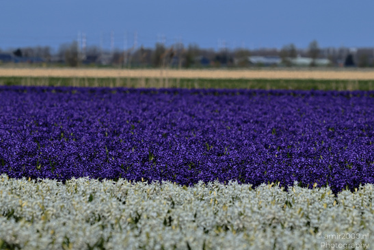 Dutch_Hyacinth_Hyacinthus_Orientalis_In_Dutch_Bulb_Fields_Flower_Photography_Nature_Photography_Canon_EOS_R5_Mark_II_2026_010.JPG