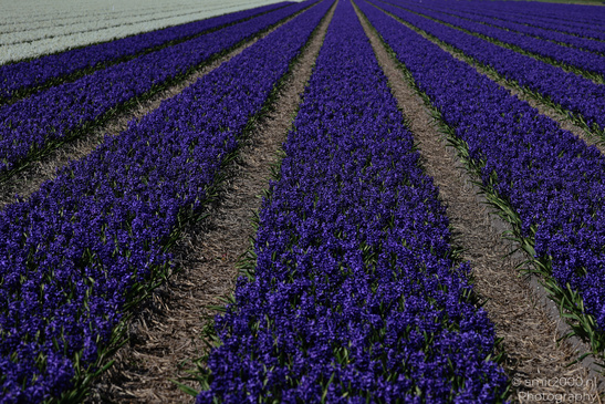 Dutch_Hyacinth_Hyacinthus_Orientalis_In_Dutch_Bulb_Fields_Flower_Photography_Nature_Photography_Canon_EOS_R5_Mark_II_2026_011.JPG
