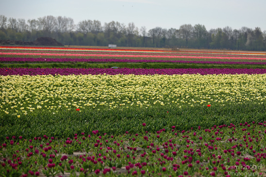 Dutch_Tulip_Fields_In_Spring_Time_Zuid_Holland_Flower_Photography_Nature_Photography_Canon_EOS_R5_Mark_II_2026_001.JPG