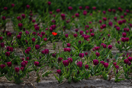 Dutch_Tulip_Fields_In_Spring_Time_Zuid_Holland_Flower_Photography_Nature_Photography_Canon_EOS_R5_Mark_II_2026_002.JPG