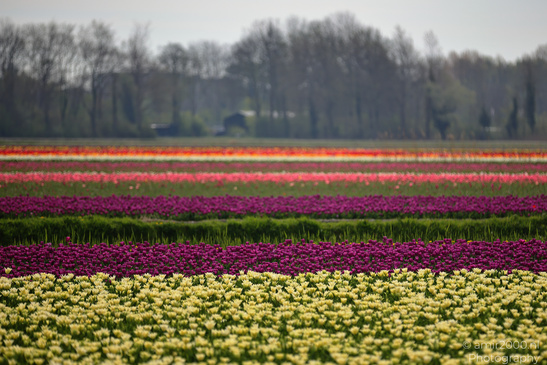 Dutch_Tulip_Fields_In_Spring_Time_Zuid_Holland_Flower_Photography_Nature_Photography_Canon_EOS_R5_Mark_II_2026_003.JPG