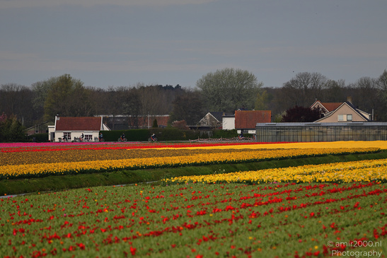 Dutch_Tulip_Fields_In_Spring_Time_Zuid_Holland_Flower_Photography_Nature_Photography_Canon_EOS_R5_Mark_II_2026_004.JPG