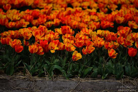 Dutch_Tulip_Fields_In_Spring_Time_Zuid_Holland_Flower_Photography_Nature_Photography_Canon_EOS_R5_Mark_II_2026_005.JPG