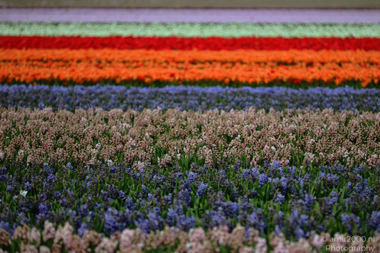 Dutch_Tulip_Fields_In_Spring_Time_Zuid_Holland_Flower_Photography_Nature_Photography_Canon_EOS_R5_Mark_II_2026_006.JPG