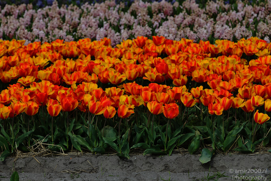 Dutch_Tulip_Fields_In_Spring_Time_Zuid_Holland_Flower_Photography_Nature_Photography_Canon_EOS_R5_Mark_II_2026_007.JPG