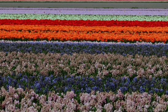 Dutch_Tulip_Fields_In_Spring_Time_Zuid_Holland_Flower_Photography_Nature_Photography_Canon_EOS_R5_Mark_II_2026_008.JPG