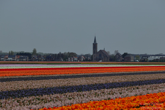 Dutch_Tulip_Fields_In_Spring_Time_Zuid_Holland_Flower_Photography_Nature_Photography_Canon_EOS_R5_Mark_II_2026_009.JPG