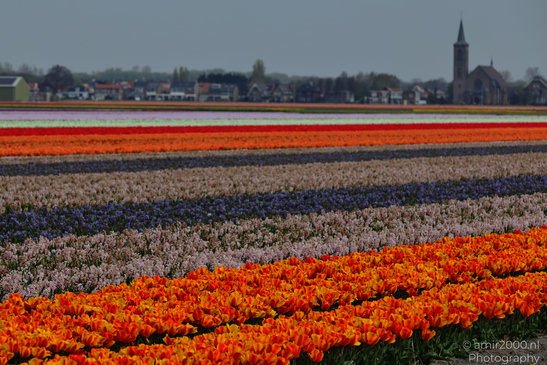Dutch_Tulip_Fields_In_Spring_Time_Zuid_Holland_Flower_Photography_Nature_Photography_Canon_EOS_R5_Mark_II_2026_010.JPG