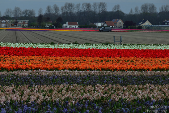 Dutch_Tulip_Fields_In_Spring_Time_Zuid_Holland_Flower_Photography_Nature_Photography_Canon_EOS_R5_Mark_II_2026_011.JPG