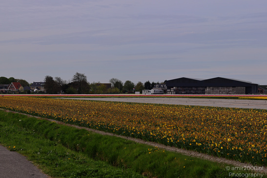 Dutch_Tulip_Fields_In_Spring_Time_Zuid_Holland_Flower_Photography_Nature_Photography_Canon_EOS_R5_Mark_II_2026_012.JPG