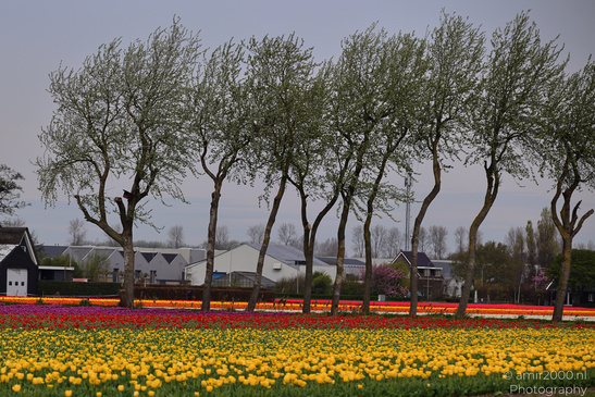 Dutch_Tulip_Fields_In_Spring_Time_Zuid_Holland_Flower_Photography_Nature_Photography_Canon_EOS_R5_Mark_II_2026_013.JPG