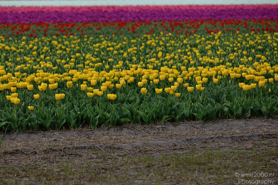 Dutch_Tulip_Fields_In_Spring_Time_Zuid_Holland_Flower_Photography_Nature_Photography_Canon_EOS_R5_Mark_II_2026_014.JPG