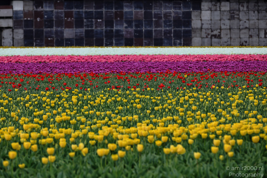 Dutch_Tulip_Fields_In_Spring_Time_Zuid_Holland_Flower_Photography_Nature_Photography_Canon_EOS_R5_Mark_II_2026_015.JPG