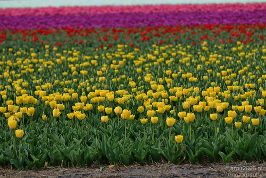 Dutch_Tulip_Fields_In_Spring_Time_Zuid_Holland_Flower_Photography_Nature_Photography_Canon_EOS_R5_Mark_II_2026_016.JPG