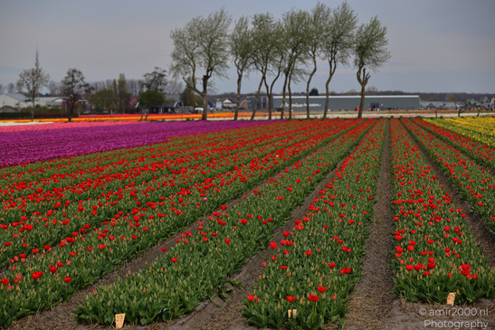 Dutch_Tulip_Fields_In_Spring_Time_Zuid_Holland_Flower_Photography_Nature_Photography_Canon_EOS_R5_Mark_II_2026_017.JPG