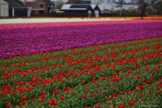 Dutch_Tulip_Fields_In_Spring_Time_Zuid_Holland_Flower_Photography_Nature_Photography_Canon_EOS_R5_Mark_II_2026_018.JPG