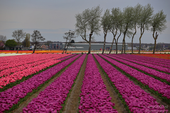 Dutch_Tulip_Fields_In_Spring_Time_Zuid_Holland_Flower_Photography_Nature_Photography_Canon_EOS_R5_Mark_II_2026_019.JPG