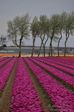 Dutch_Tulip_Fields_In_Spring_Time_Zuid_Holland_Flower_Photography_Nature_Photography_Canon_EOS_R5_Mark_II_2026_020.JPG