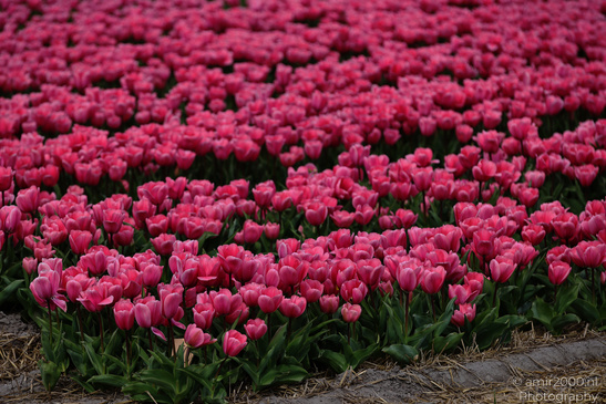 Dutch_Tulip_Fields_In_Spring_Time_Zuid_Holland_Flower_Photography_Nature_Photography_Canon_EOS_R5_Mark_II_2026_021.JPG