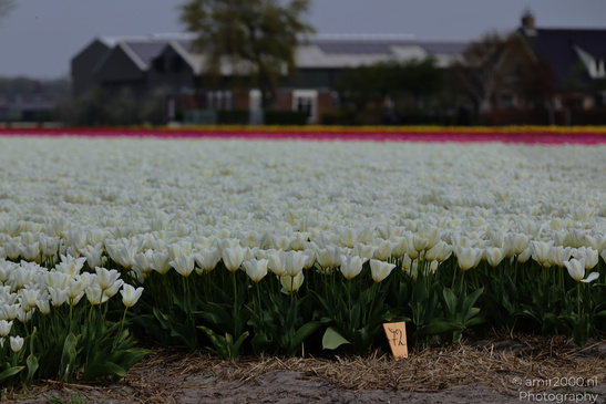 Dutch_Tulip_Fields_In_Spring_Time_Zuid_Holland_Flower_Photography_Nature_Photography_Canon_EOS_R5_Mark_II_2026_022.JPG
