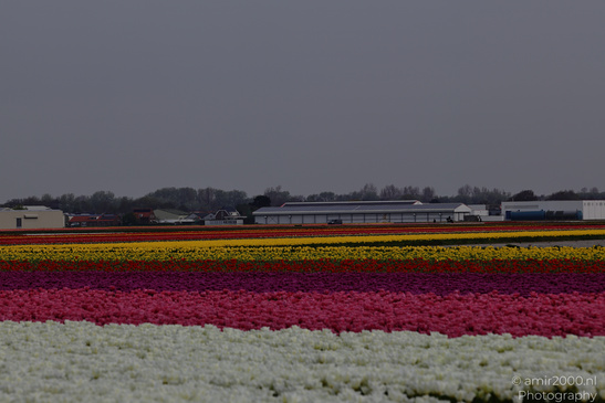 Dutch_Tulip_Fields_In_Spring_Time_Zuid_Holland_Flower_Photography_Nature_Photography_Canon_EOS_R5_Mark_II_2026_023.JPG