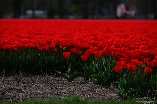 Dutch_Tulip_Fields_In_Spring_Time_Zuid_Holland_Flower_Photography_Nature_Photography_Canon_EOS_R5_Mark_II_2026_024.JPG