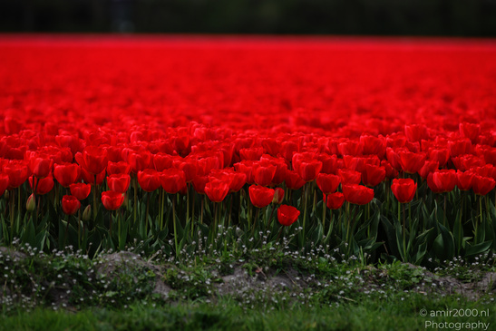 Dutch_Tulip_Fields_In_Spring_Time_Zuid_Holland_Flower_Photography_Nature_Photography_Canon_EOS_R5_Mark_II_2026_025.JPG