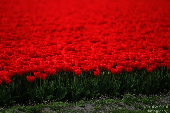 Dutch_Tulip_Fields_In_Spring_Time_Zuid_Holland_Flower_Photography_Nature_Photography_Canon_EOS_R5_Mark_II_2026_026.JPG