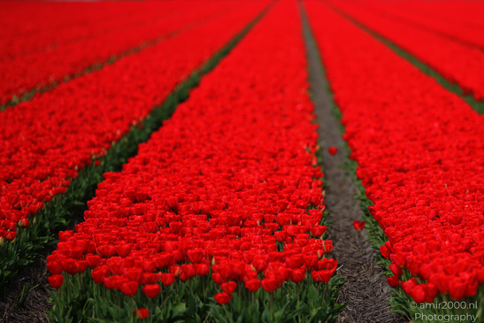 Dutch_Tulip_Fields_In_Spring_Time_Zuid_Holland_Flower_Photography_Nature_Photography_Canon_EOS_R5_Mark_II_2026_027.JPG