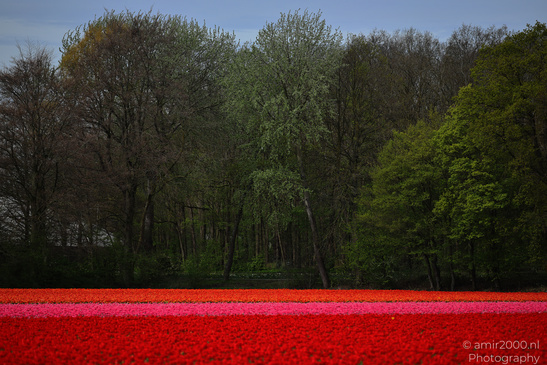 Dutch_Tulip_Fields_In_Spring_Time_Zuid_Holland_Flower_Photography_Nature_Photography_Canon_EOS_R5_Mark_II_2026_028.JPG