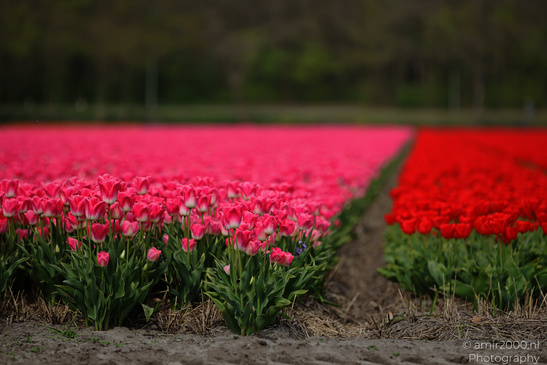 Dutch_Tulip_Fields_In_Spring_Time_Zuid_Holland_Flower_Photography_Nature_Photography_Canon_EOS_R5_Mark_II_2026_029.JPG